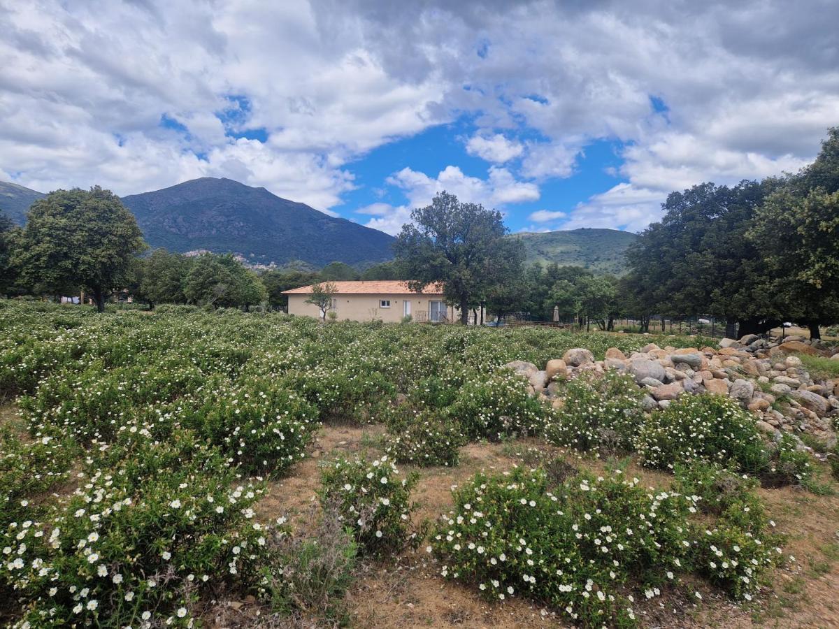 הוילה Moltifao Domaine U Filanciu - Casa Chiara - Centru Di Corsica מראה חיצוני תמונה